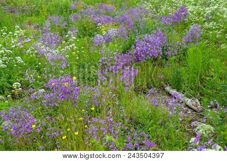 Beautiful Summer Landscape With Blooming Meadow Flowers. Wild Flowers.beautiful Wild Bell-purple Bel
