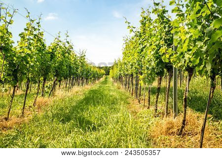 Vineyards Of Vienna