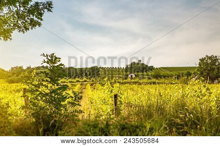 Vineyards Of The City Of Vienna In Summer