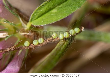 Burnet Companion (euclidia Glyphica) Ova On Red Clover. Eggs Of Moth In The Family Noctuidae Laid In