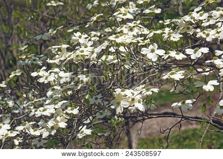 Ozark Spring Flowering Dogwood Tree In Blossom.