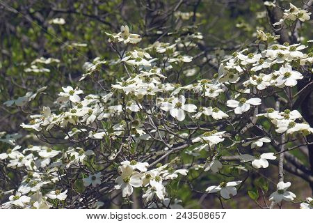 Ozark Spring Flowering Dogwood Tree In Blossom.