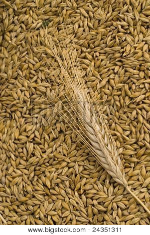 Grano