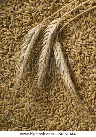 Grano