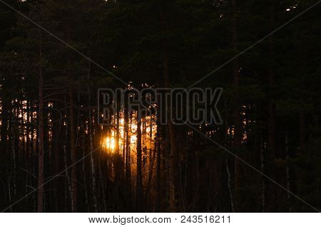 Sunset In The Pine Forest. Sun Rays Blooming Trough The Trees.