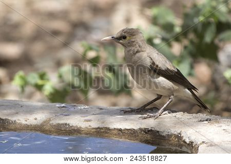 Wattled Starling Who Sits On The Edge Of An Artificial Pond In An Oasis In The Middle Of The African
