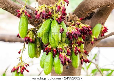 Averrhoa Bilimbi Fruit On Tree, Thai Fruit