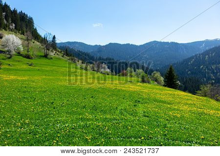 Yellow Wildflowers In A Full Bloom With Mountains In Background