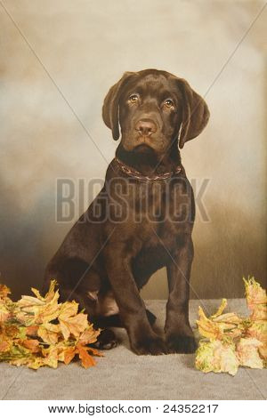 Portret van een Puppy Chocolade Lab