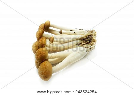 Top View Of Fresh Beech Mushroom Or Buna Shimeji Isolated On White Background. (hypsizygus Marmoreus
