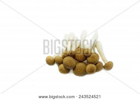 Top View Of Fresh Beech Mushroom Or Buna Shimeji Isolated On White Background. (hypsizygus Marmoreus