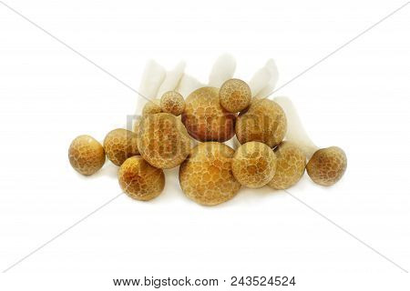 Top View Of Fresh Beech Mushroom Or Buna Shimeji Isolated On White Background. (hypsizygus Marmoreus