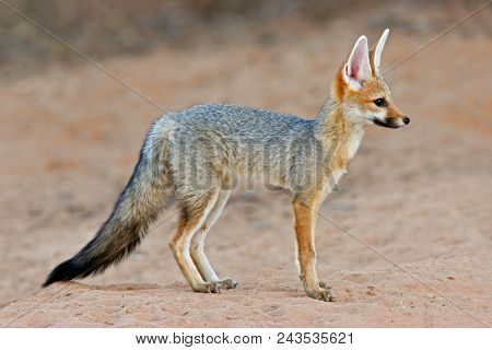 Cape fox (Vulpes chama) in natural habitat, Kalahari desert, South Africa