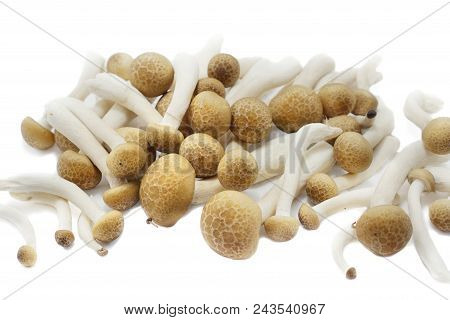 Top View Of Fresh Beech Mushroom Or Buna Shimeji Isolated On White Background. (hypsizygus Marmoreus