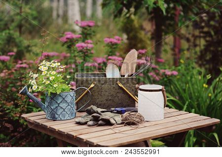 Garden Work Still Life In Summer. Camomile Flowers, Gloves And Toold On Wooden Table Outdoor In Sunn
