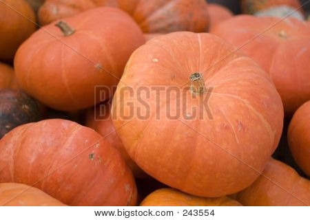 Grandi zucche