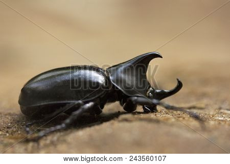 Rhinoceros Beetle, Scarabeidae, Gurjee Tripura State Of India