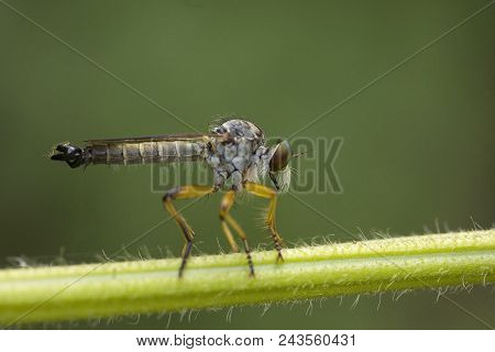 Robber Fly, Asilidae, Jampue Hills, Tripura State Of India