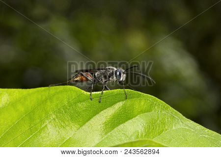 Close-up Of Wasp, Sphecidae, Bangalore From Karnataka State Of India