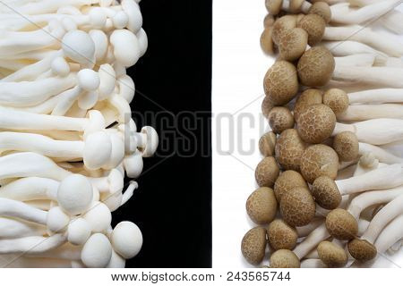 Top View Of Fresh Beech Mushroom Or Buna Shimeji Isolated On Black And White Background. (hypsizygus