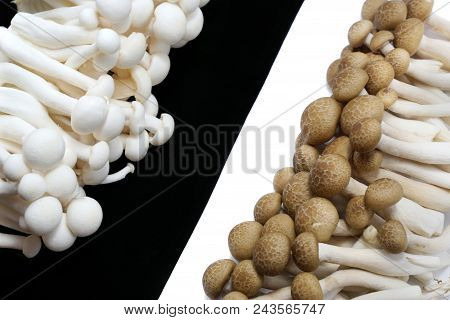 Top View Of Fresh Beech Mushroom Or Buna Shimeji Isolated On Black And White Background. (hypsizygus