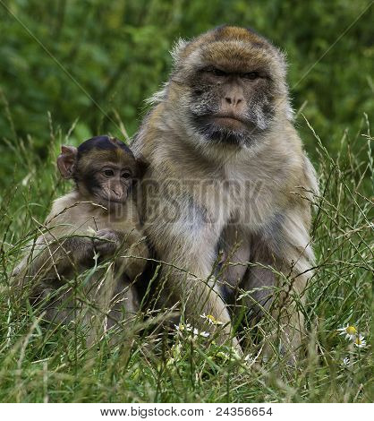 Macaca sylvanus