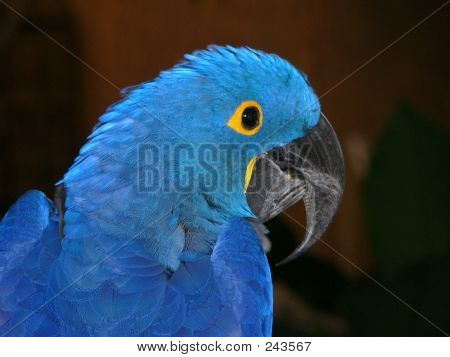 Blue Parrot