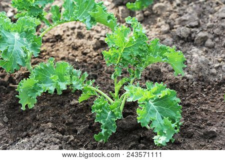 Young Kale Growing In The Vegetable Garden .