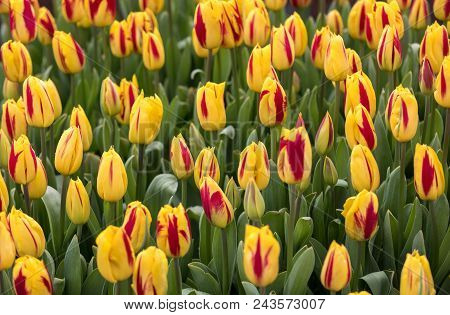Abstract Background . Close-up Of Yellow And Red Tulips Flowers
