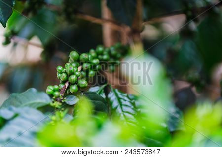Green Coffee Beans On Tree In Vietnam