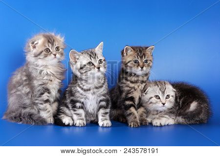 Four Fluffy Kittens Skottish Fold On Blue Background