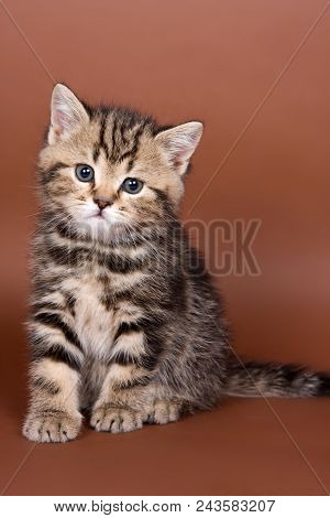 Britan Kitten Sitting And Looking At The Camera (isolated On White)