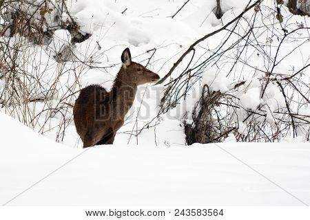 Female Red Deer In The Snow At The Hard Winter