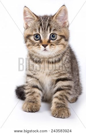 Britan Kitten Sitting And Looking At The Camera (isolated On White)