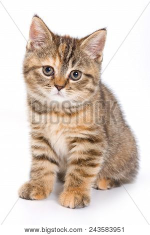 Britan Kitten Sitting And Looking At The Camera (isolated On White)