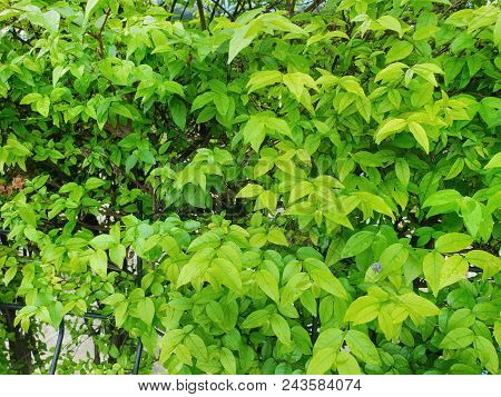 Close Up Of Leaves  Wrightia Religiosa As A Background, Natural Green Wallpaper, Ecological Concept.