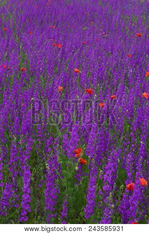 Flower carpet of blossoming poppies and delphinium flowers