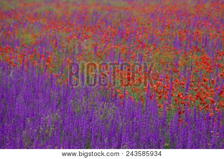 Flower carpet of blossoming poppies and delphinium flowers
