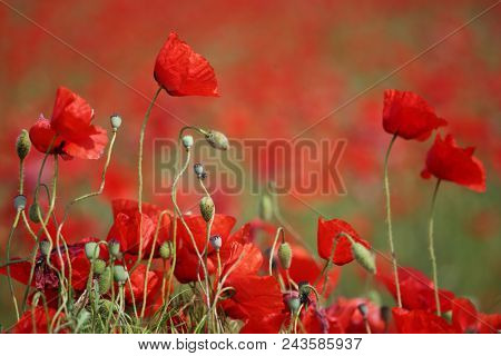 Spring meadow with blossom poppy flowers
