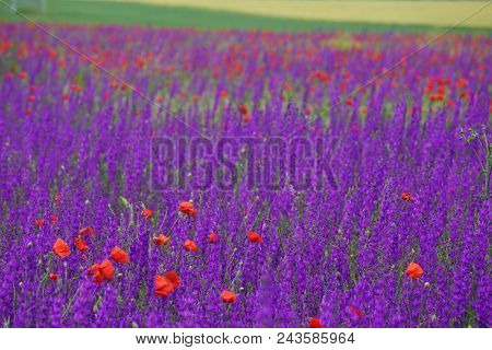 Flower carpet of blossoming poppies and delphinium flowers