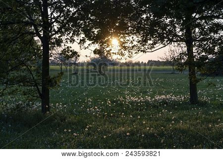 Milan, Lombardy, Italy: A Spring Sunset At Grugnotorto Park With White Flowers