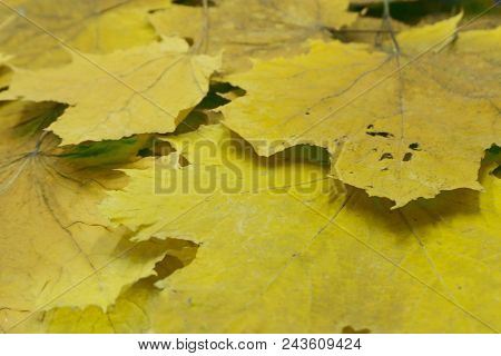 Tree With Yellow Leaves In Sunset. Sun Rays. Autumn Natural Scene. Beauty Photo Filter