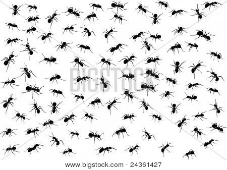 illustrazione con sagome di formica isolata on white background