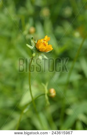 Star Tickseed Yellow Bud - Latin Name - Coreopsis Pubescens