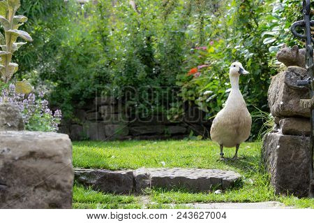 Domestic Breed Duck, Abacot Ranger, In A Britsh Garden In Summer. Standing Face On. Lots Of Natural 