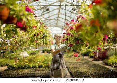 Senior Woman Working About Flowers In Greengarden