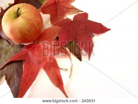 Appleleafs