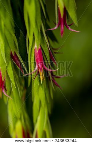View At Flowers Of Epiphytic Plant (ceratostema Rauhii)