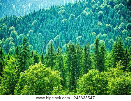 Fresh green forest in Alpine mountains, panoramic landscape, abstract natural background, fantastic nature of Europe
