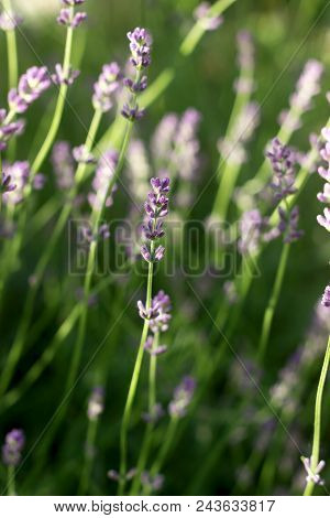 Flowering Fragrant Lavender In The Rays Of The Morning Or Evening Sun. Selective Focus.
